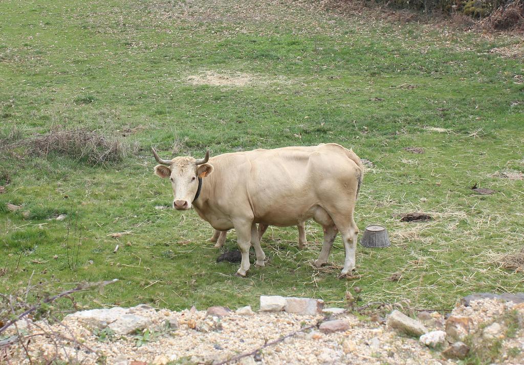 Casa Rural La Calzada El Payo 외부 사진